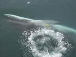 Minke whale showing off 
